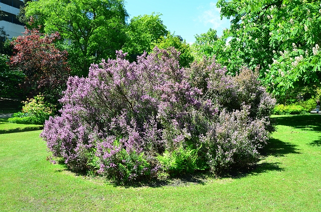27 05 13_2957.JPG - BOURNEMOUTH CENTRAL GARDENS - 27.5.13 - HEATHER